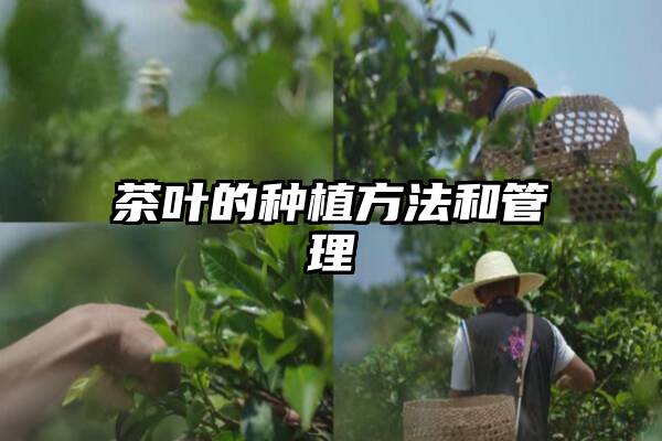 茶叶的种植方法和管理