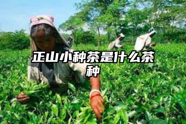 正山小种茶是什么茶种