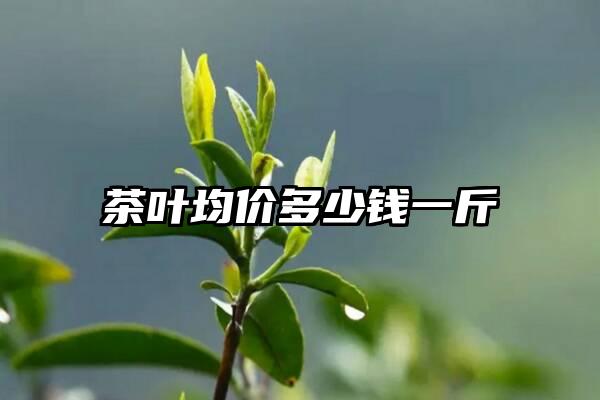 茶叶均价多少钱一斤