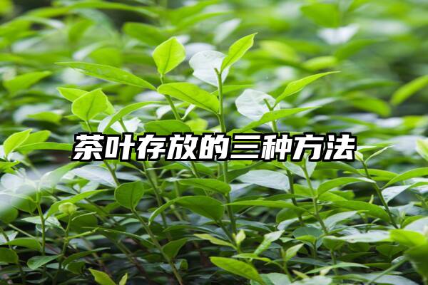 茶叶存放的三种方法