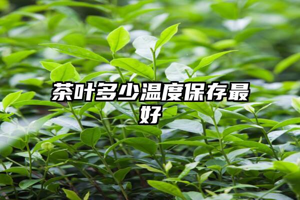 茶叶多少温度保存最好