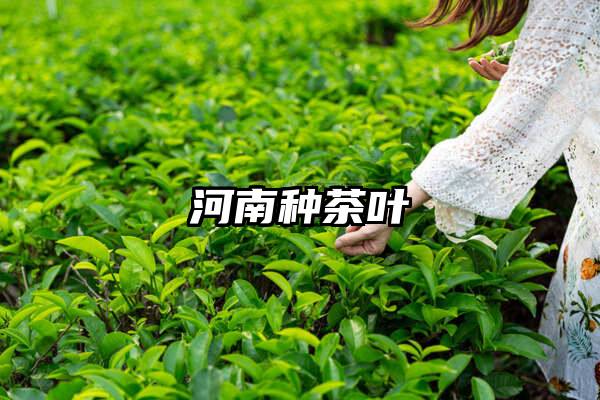 河南种茶叶