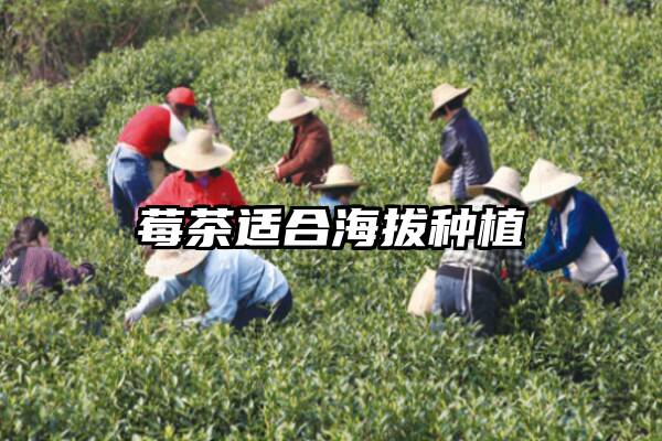 莓茶适合海拔种植