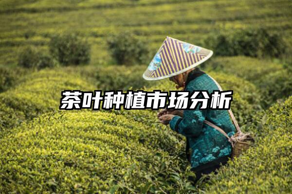 茶叶种植市场分析