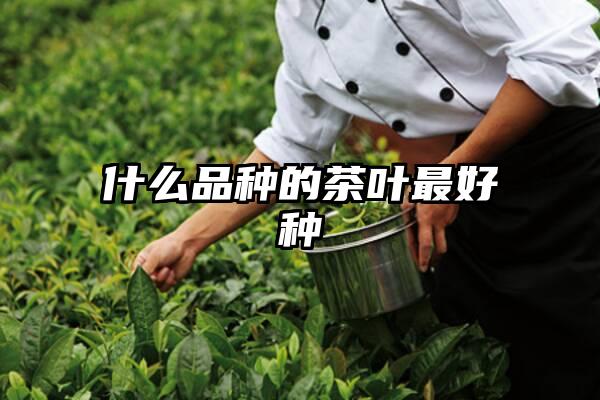 什么品种的茶叶最好种