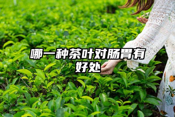 哪一种茶叶对肠胃有好处