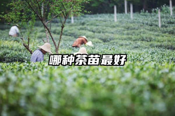 哪种茶苗最好