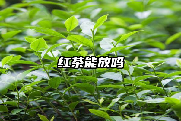 红茶能放吗