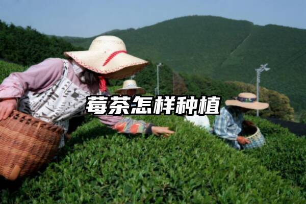 莓茶怎样种植