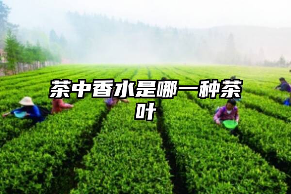 茶中香水是哪一种茶叶