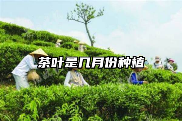 茶叶是几月份种植