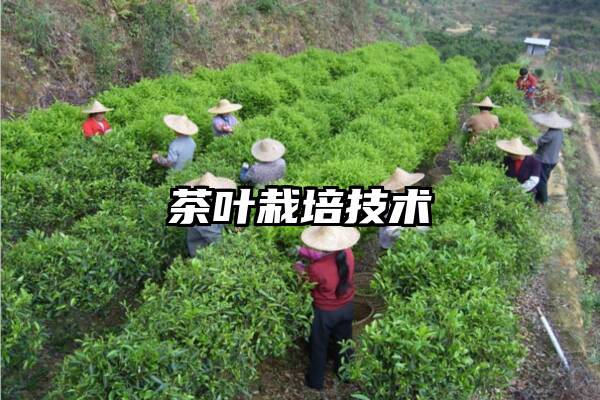 茶叶栽培技术