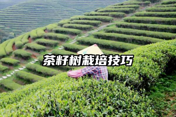 茶籽树栽培技巧