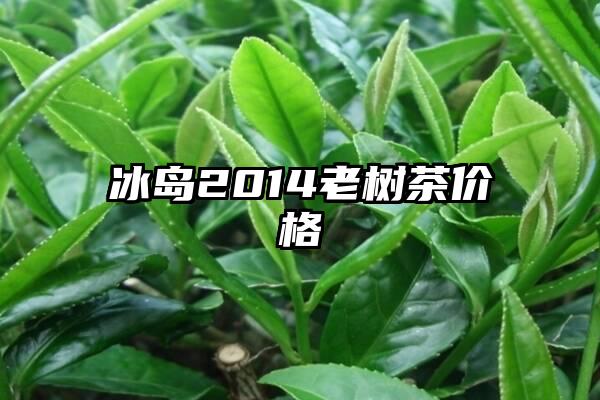 冰岛2014老树茶价格