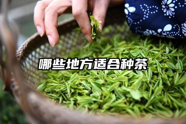 哪些地方适合种茶