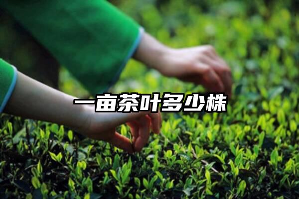 一亩茶叶多少株