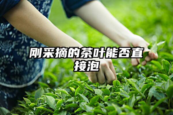 刚采摘的茶叶能否直接泡