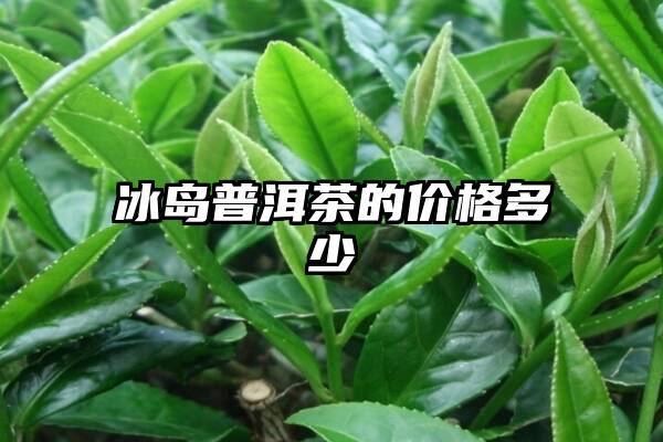 冰岛普洱茶的价格多少