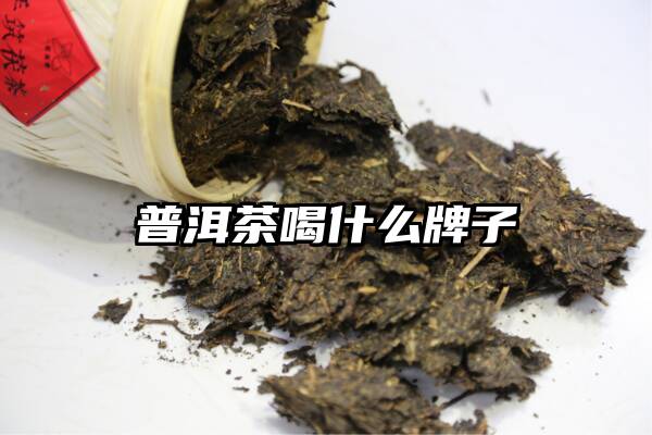 普洱茶喝什么牌子