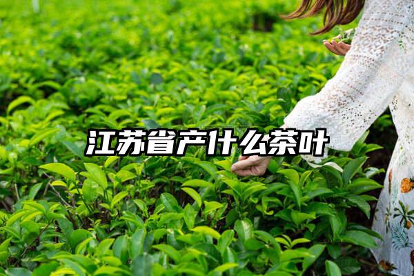 江苏省产什么茶叶