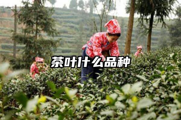 茶叶什么品种