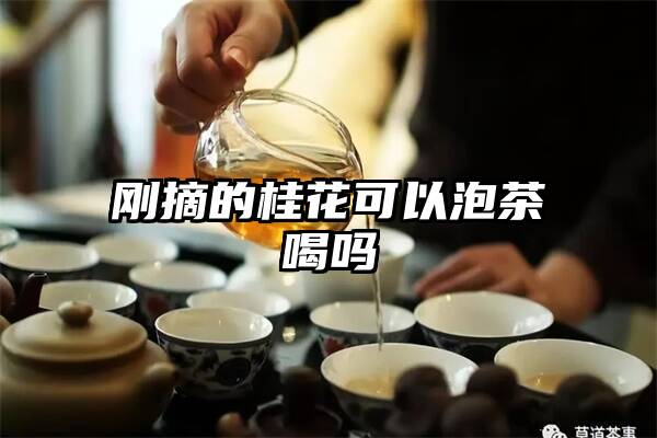 刚摘的桂花可以泡茶喝吗