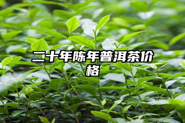 二十年陈年普洱茶价格