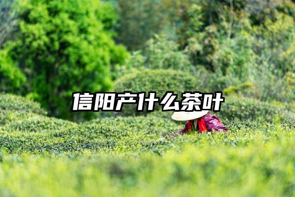 信阳产什么茶叶