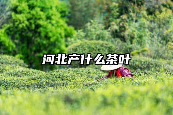 河北产什么茶叶