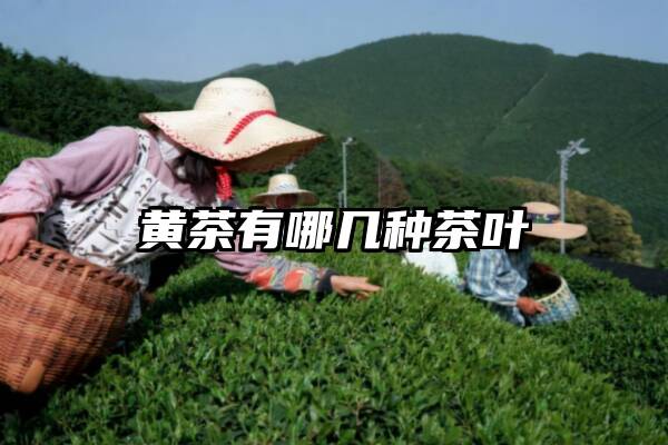 黄茶有哪几种茶叶