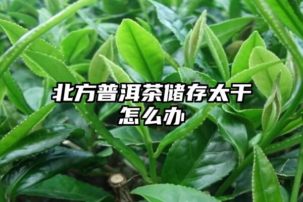 北方普洱茶储存太干怎么办