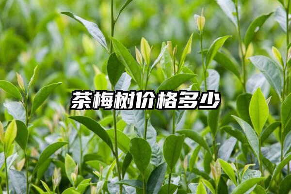 茶梅树价格多少