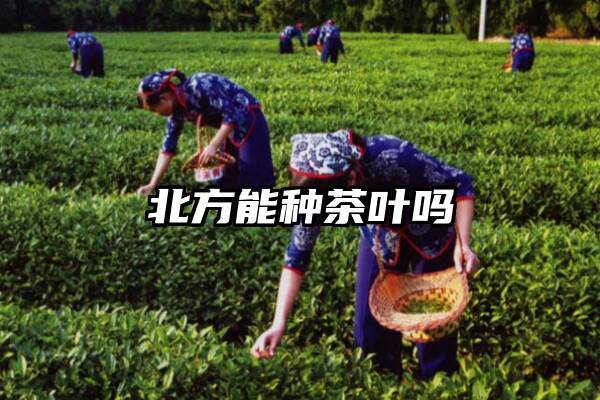 北方能种茶叶吗