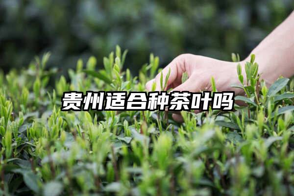 贵州适合种茶叶吗