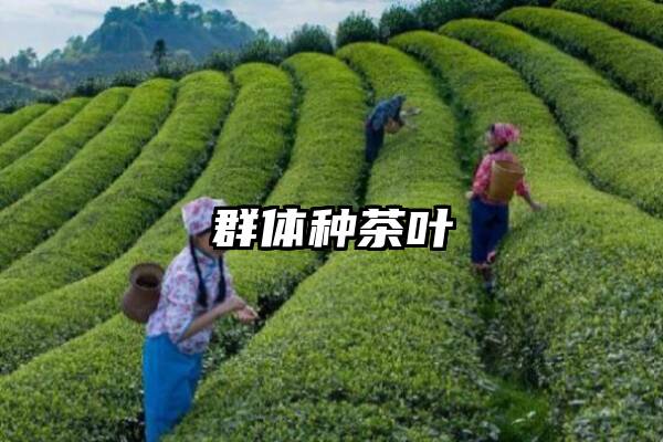 群体种茶叶