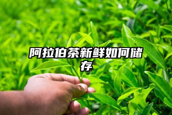 阿拉伯茶新鲜如何储存