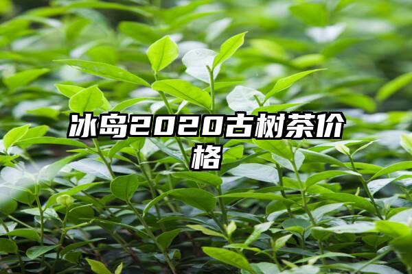 冰岛2020古树茶价格