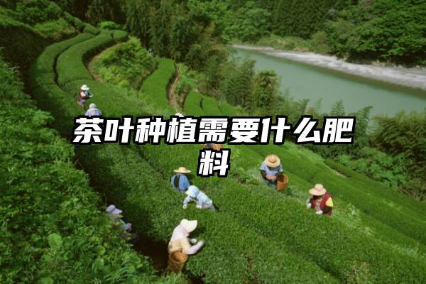 茶叶种植需要什么肥料