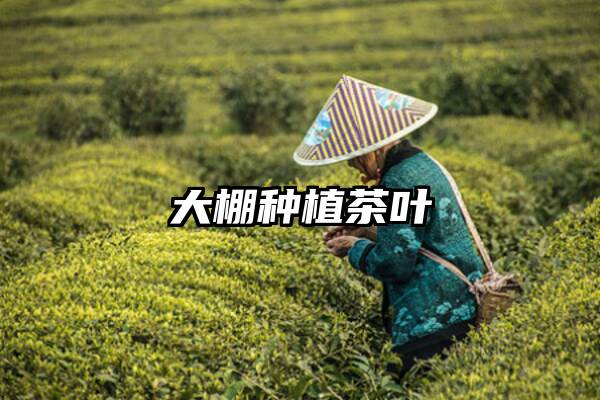 大棚种植茶叶