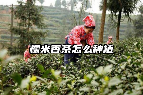 糯米香茶怎么种植