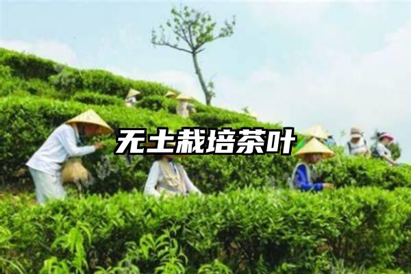 无土栽培茶叶