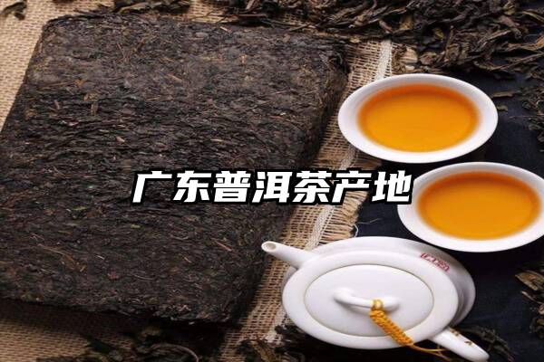 广东普洱茶产地