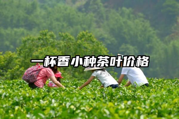 一杯香小种茶叶价格