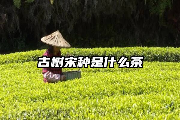 古树宋种是什么茶