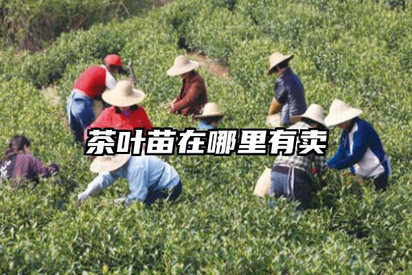 茶叶苗在哪里有卖