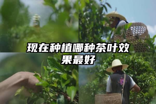 现在种植哪种茶叶效果最好