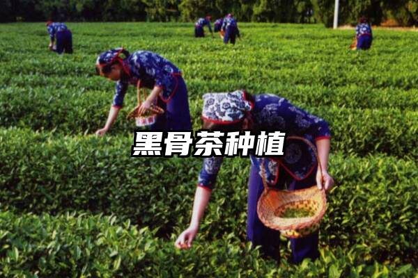 黑骨茶种植