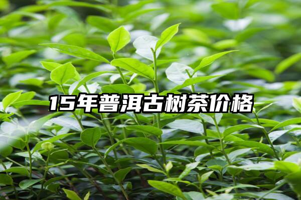 15年普洱古树茶价格