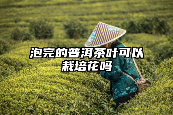 泡完的普洱茶叶可以栽培花吗