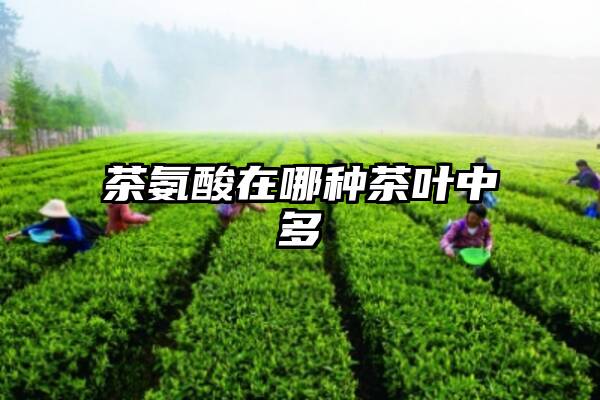 茶氨酸在哪种茶叶中多